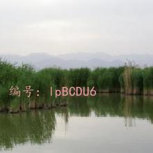 ǰ