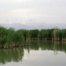 ź