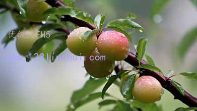 ź