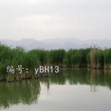 ź