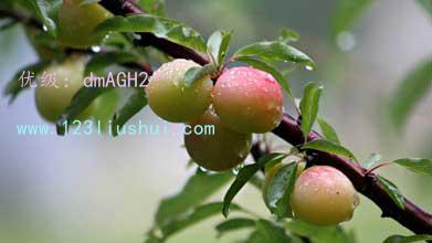 ź